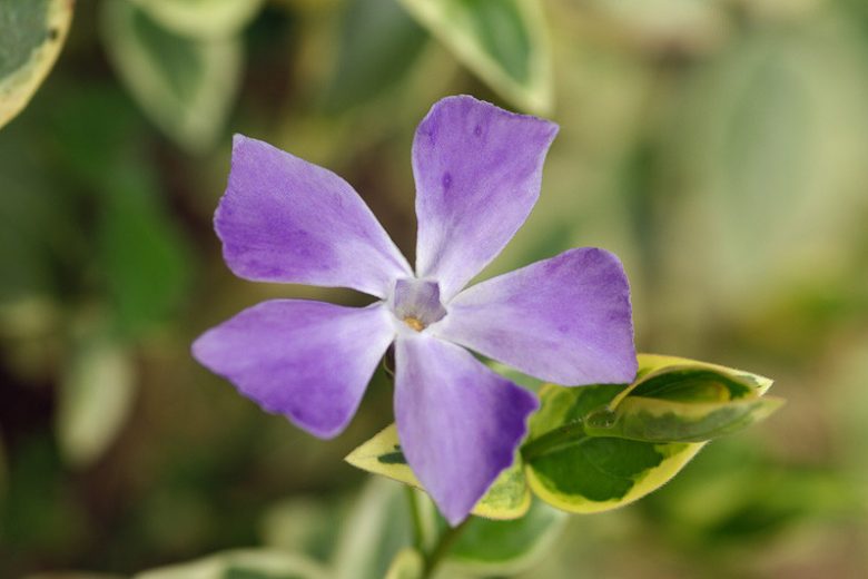 Vinca major 'Variegata', Periwinkle 'Variegata', Greater Periwinkle 'Variegata', Vinca major 'Elegantissima', Evergreen perennial, evergreen groundcover, Variegated vinca, variegated periwinkle, Shade perennials, Plants for shade, Blue Vinca, Blue