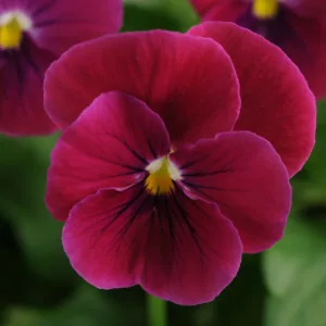Viola 'Sorbet Carmine Rose', Horned Violet 'Sorbet Carmine Rose', Horned Pansy 'Sorbet Carmine Rose', Tufted Violet 'Sorbet Carmine Rose', Red flowers, pansies, fragrant perennials, evergreen perennials, evergreen flowers