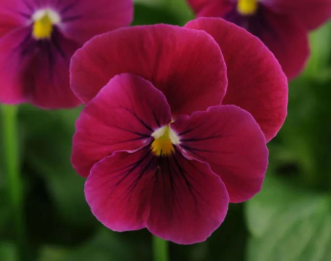 Viola 'Sorbet Carmine Rose', Horned Violet 'Sorbet Carmine Rose', Horned Pansy 'Sorbet Carmine Rose', Tufted Violet 'Sorbet Carmine Rose', Red flowers, pansies, fragrant perennials, evergreen perennials, evergreen flowers