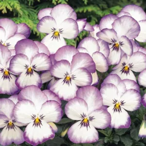 Viola 'Sorbet Coconut Swirl', Horned Violet 'Sorbet Coconut Swirl', Horned Pansy 'Sorbet Coconut Swirl', Tufted Violet 'Sorbet Coconut Swirl', Lavender flowers, pansies, fragrant perennials, evergreen perennials, evergreen flowers, White flowers