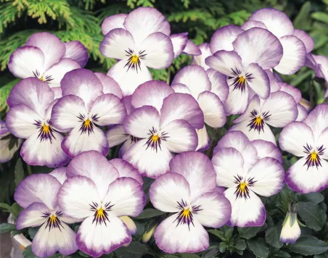 Viola 'Sorbet Coconut Swirl', Horned Violet 'Sorbet Coconut Swirl', Horned Pansy 'Sorbet Coconut Swirl', Tufted Violet 'Sorbet Coconut Swirl', Lavender flowers, pansies, fragrant perennials, evergreen perennials, evergreen flowers, White flowers