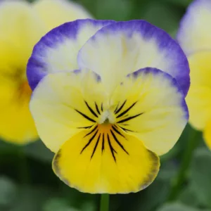 Viola 'Sorbet Lemon Blueberry Swirl', Horned Violet 'Sorbet Lemon Blueberry Swirl', Horned Pansy 'Sorbet Lemon Blueberry Swirl', Tufted Violet 'Sorbet Lemon Blueberry Swirl', Yellow flowers, pansies, fragrant perennials, evergreen perennials, evergreen flowers, Blue flowers