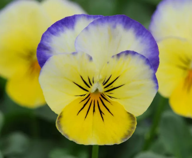 Viola 'Sorbet Lemon Blueberry Swirl', Horned Violet 'Sorbet Lemon Blueberry Swirl', Horned Pansy 'Sorbet Lemon Blueberry Swirl', Tufted Violet 'Sorbet Lemon Blueberry Swirl', Yellow flowers, pansies, fragrant perennials, evergreen perennials, evergreen flowers, Blue flowers