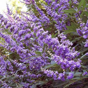 Vitex Agnus-Castus 'Shoal Creek', Chaste Tree 'Shoal Creek', Monk's Pepper Tree 'Shoal Creek', Hemp Tree 'Shoal Creek', Chasteberry 'Shoal Creek', Lilac Chastetree 'Shoal Creek', fragrant shrub
