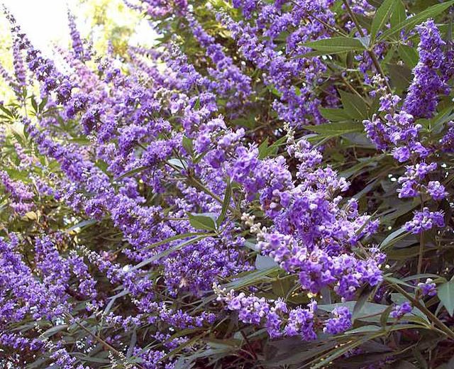 Vitex Agnus-Castus 'Shoal Creek', Chaste Tree 'Shoal Creek', Monk's Pepper Tree 'Shoal Creek', Hemp Tree 'Shoal Creek', Chasteberry 'Shoal Creek', Lilac Chastetree 'Shoal Creek', fragrant shrub