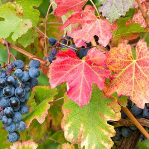 Vitis 'Boskoop Glory', Grape Vine 'Boskoop Glory', Grape 'Boskoop Glory', Vitis vinifera 'Gloire van Boskoop', Vitis 'Gloire of Boskoop', Grape Vines, Fall color