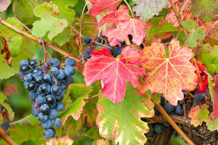 Vitis 'Boskoop Glory', Grape Vine 'Boskoop Glory', Grape 'Boskoop Glory', Vitis vinifera 'Gloire van Boskoop', Vitis 'Gloire of Boskoop', Grape Vines, Fall color