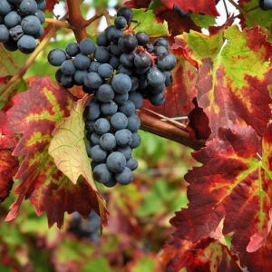 Vitis 'Boskoop Glory', Grape Vine 'Boskoop Glory', Grape 'Boskoop Glory', Vitis vinifera 'Gloire van Boskoop', Vitis 'Gloire of Boskoop', Grape Vines, Fall color