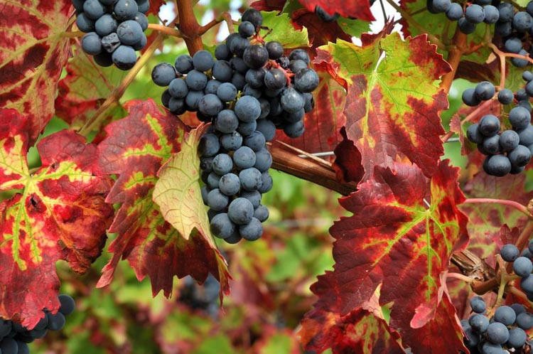 Vitis 'Boskoop Glory', Grape Vine 'Boskoop Glory', Grape 'Boskoop Glory', Vitis vinifera 'Gloire van Boskoop', Vitis 'Gloire of Boskoop', Grape Vines, Fall color
