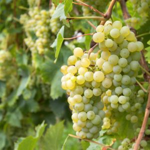 Vitis 'Brianna', Grape 'Brianna', Brianna Grape, Grape Vines, White Grapes, Seedless Grapes