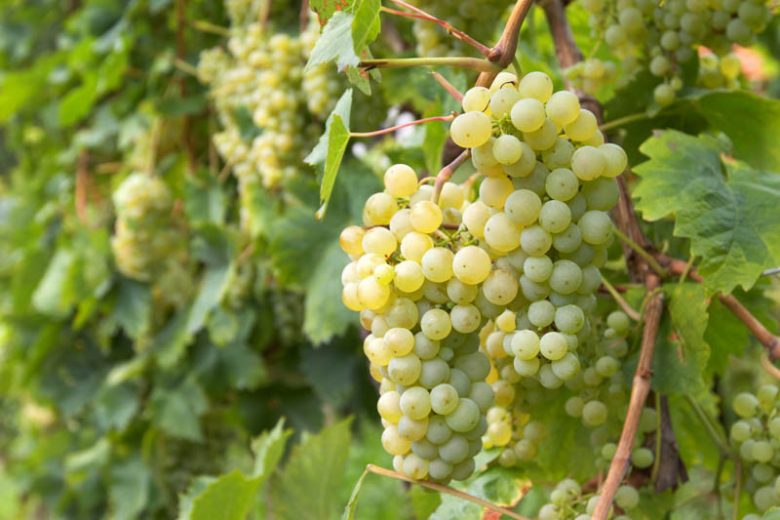 Vitis 'Brianna', Grape 'Brianna', Brianna Grape, Grape Vines, White Grapes, Seedless Grapes