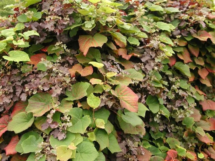 Vitis Coignetiae, Crimson Glory Vine, Grape Vines, Fall color, Red Leaves