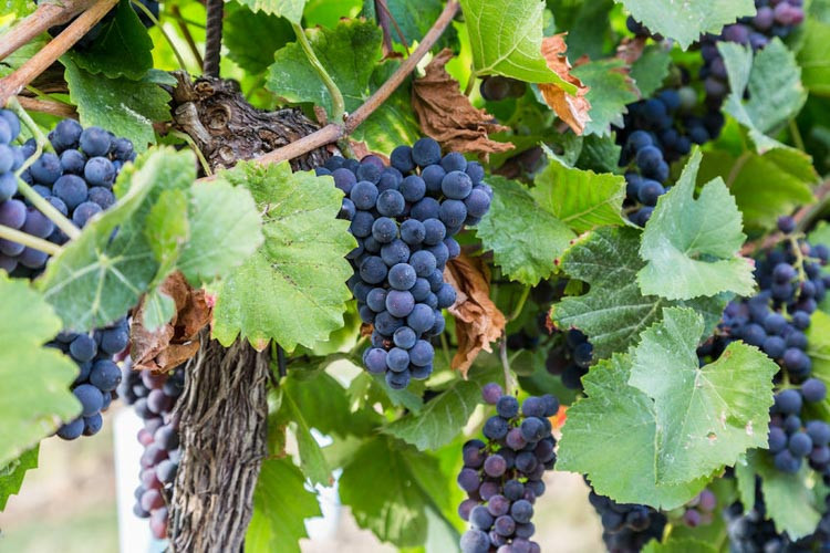Vitis 'Concord', Grape Vine 'Concord', Grape 'Concord', Vitis labrusca 'Concord', Grape Vines, Blue Grapes, Seedless Grapes