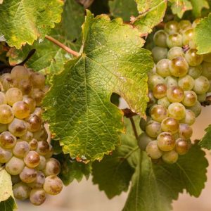 Vitis 'Itasca', Grape 'Itasca', Itasca Grape, Grape Vines, White Grapes, Seedless Grapes