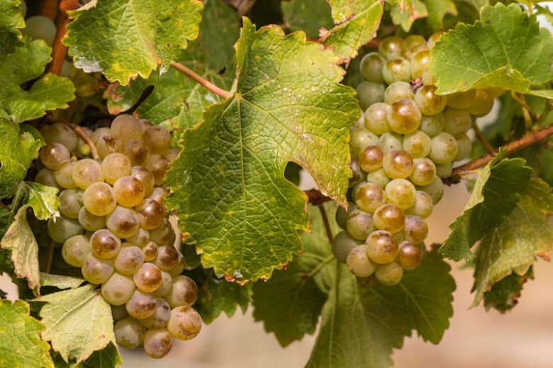 Vitis 'Itasca', Grape 'Itasca', Itasca Grape, Grape Vines, White Grapes, Seedless Grapes