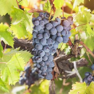 Vitis 'King of the North', Grape 'King of the North', King of the North Grape, Grape Vines, Red Grapes, Seedless Grapes