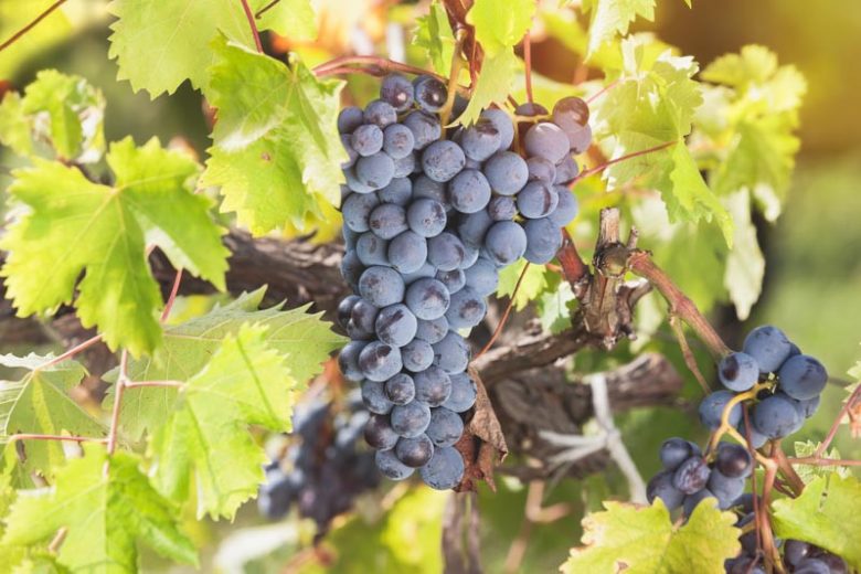 Vitis 'King of the North', Grape 'King of the North', King of the North Grape, Grape Vines, Red Grapes, Seedless Grapes