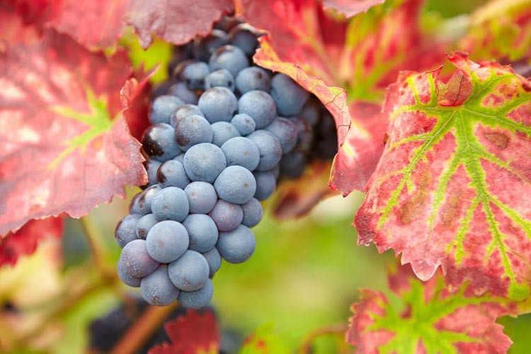 Vitis 'Regent', Grape Vine 'Regent', Vitis vinifera 'Regent', Grape Vines, Fall color, Ornamental Grape Vines, Red Grapes