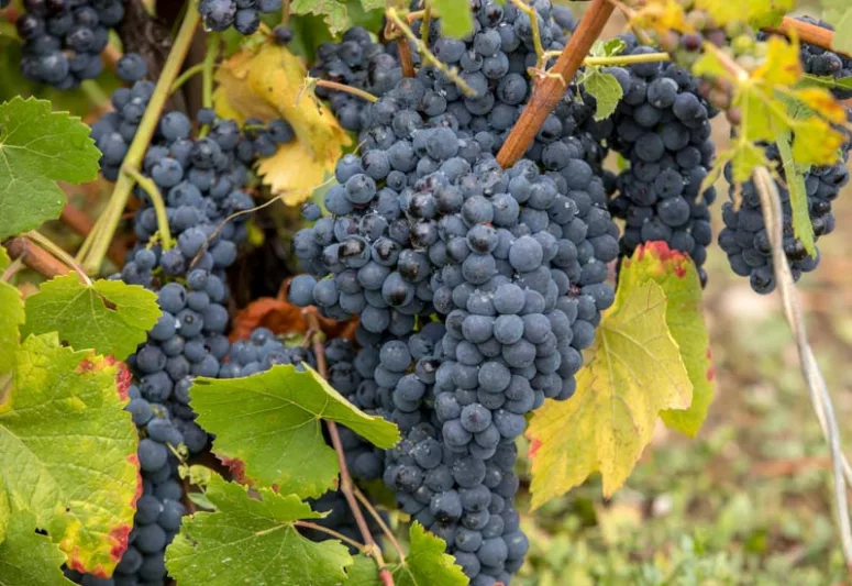 Vitis Vinifera 'Purpurea', Grape Vine 'Purpurea', Teinturier Grape, Grape Vines, Fall color, Purple foliage, Purple leaves, Purple-Leaf Grape Vine
