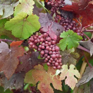 Vitis Vinifera 'Purpurea', Grape Vine 'Purpurea', Teinturier Grape, Grape Vines, Fall color, Purple foliage, Purple leaves, Purple-Leaf Grape Vine