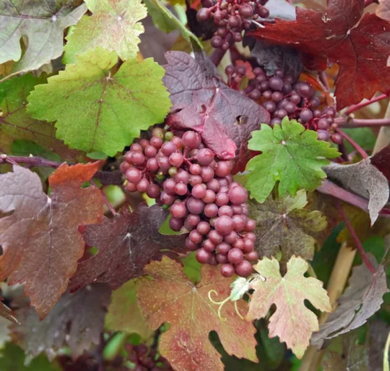 Vitis Vinifera 'Purpurea', Grape Vine 'Purpurea', Teinturier Grape, Grape Vines, Fall color, Purple foliage, Purple leaves, Purple-Leaf Grape Vine