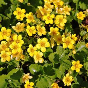Waldsteinia fragarioides, Appalachian Barren Strawberry, Barren Strawberry, Yellow flowers