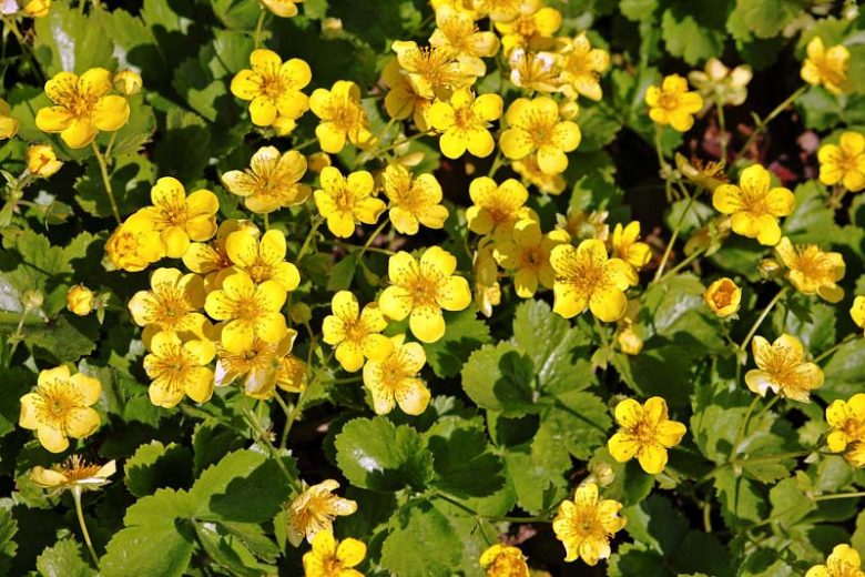 Waldsteinia fragarioides, Appalachian Barren Strawberry, Barren Strawberry, Yellow flowers