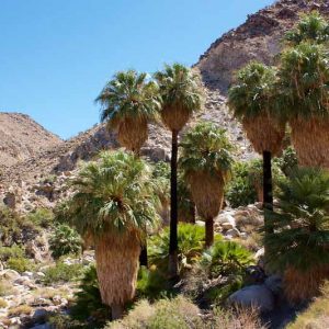 Washingtonia filifera, California Fan Palm, Arizona Fan Palm, American Cotton Palm, Desert Fan Palm, Petticoat Palm, Drought tolerant tree