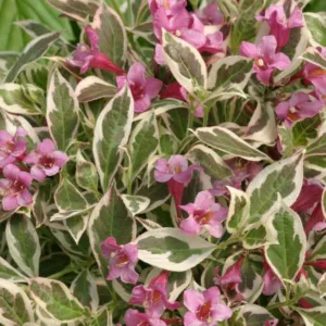 Weigela florida My Monet®, My Monet Weigela, Weigela florida 'Verweig', Flowering Shrub, Pink Flowers, Variegated foliage