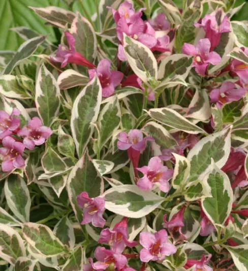 Weigela florida My Monet®, My Monet Weigela, Weigela florida 'Verweig', Flowering Shrub, Pink Flowers, Variegated foliage
