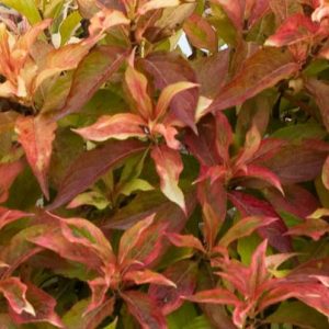 Weigela florida My Monet® 'Sunset', My Monet Sunset Weigela, Flowering Shrub, Pink Flowers, Variegated foliage, Red foliage, Red Leaves, Orange Foliage, Orange Leaves