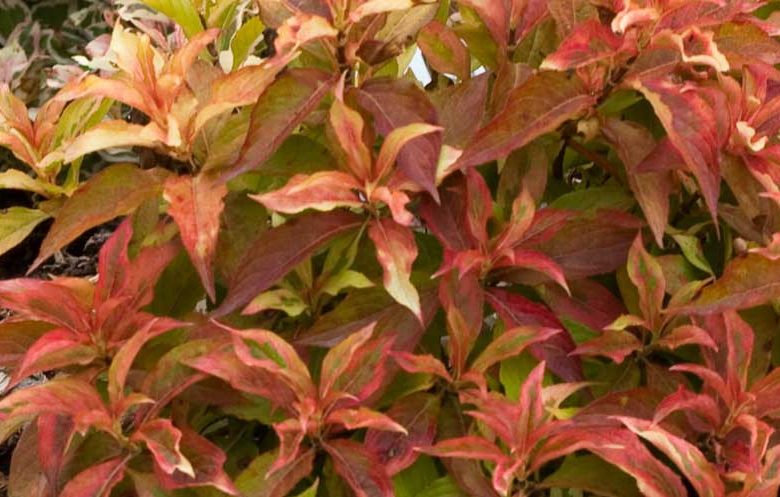 Weigela florida My Monet® 'Sunset', My Monet Sunset Weigela, Flowering Shrub, Pink Flowers, Variegated foliage, Red foliage, Red Leaves, Orange Foliage, Orange Leaves