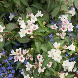 Weigela florida Sonic Bloom® Pearl, Sonic Bloom Pearl Weigela, Flowering Shrub, White Flowers, Pink Flowers