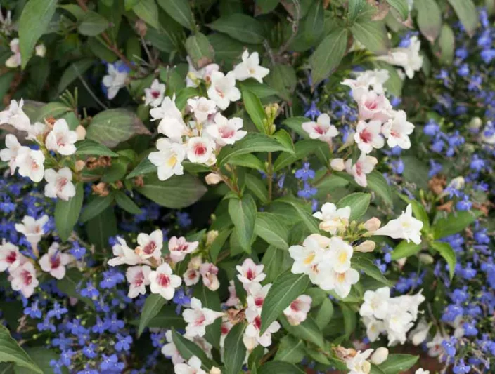 Weigela florida Sonic Bloom® Pearl, Sonic Bloom Pearl Weigela, Flowering Shrub, White Flowers, Pink Flowers