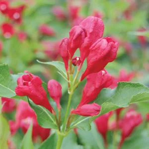 Weigela florida Sonic Bloom® Red, Sonic Bloom Red Weigela, Flowering Shrub, Red Flowers