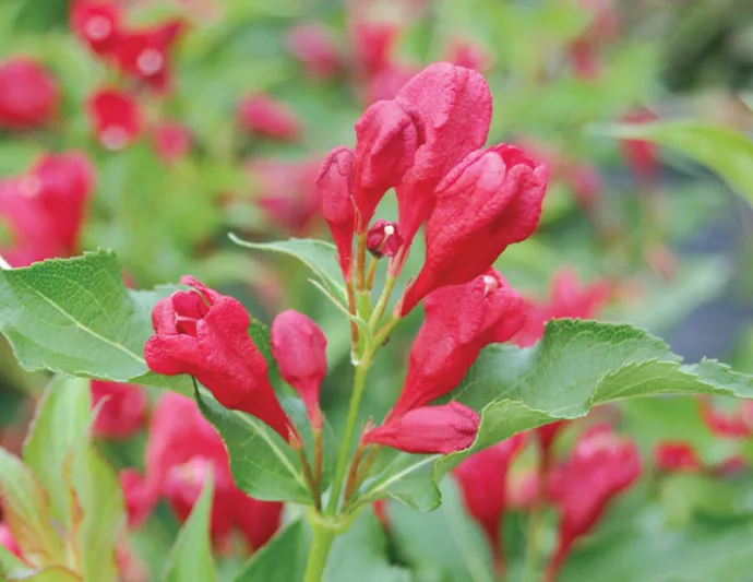 Weigela florida Sonic Bloom® Red, Sonic Bloom Red Weigela, Flowering Shrub, Red Flowers