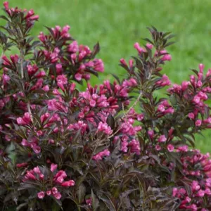 Weigela florida Spilled Wine®, Spilled Wine Weigela, Flowering Shrub, Pink Flowers, Dark foliage, Black foliage, Black Leaves, Dark Leaves