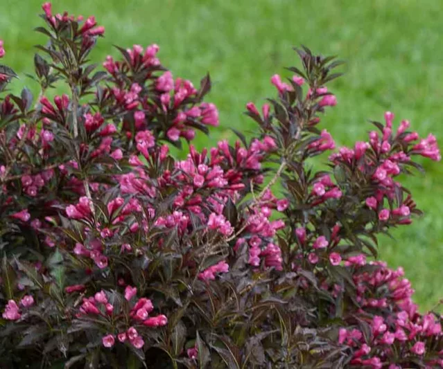 Weigela florida Spilled Wine®, Spilled Wine Weigela, Flowering Shrub, Pink Flowers, Dark foliage, Black foliage, Black Leaves, Dark Leaves