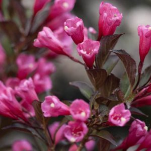 Weigela florida Wine & Roses®, Wine & Roses Weigela, Flowering Shrub, Pink Flowers, Dark foliage, Black foliage, Black Leaves, Dark Leaves