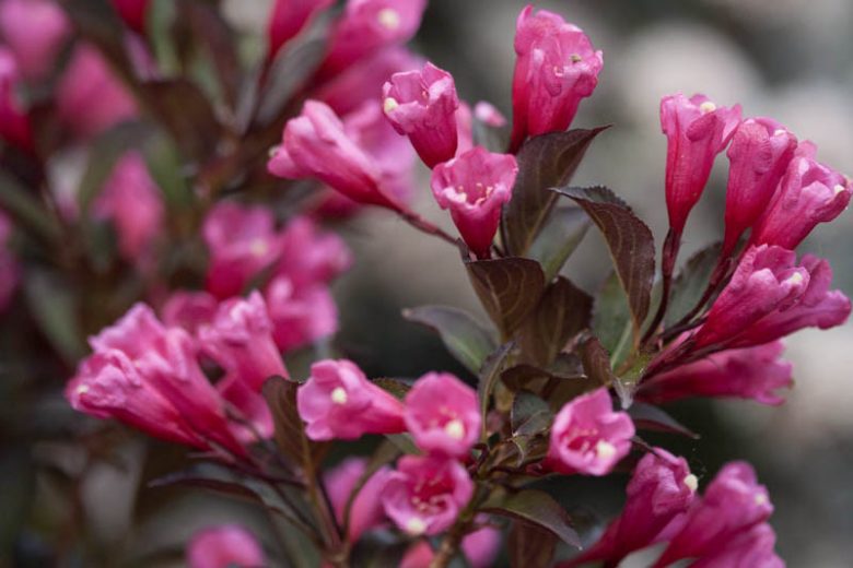 Weigela florida Wine & Roses®, Wine & Roses Weigela, Flowering Shrub, Pink Flowers, Dark foliage, Black foliage, Black Leaves, Dark Leaves