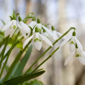 Snowdrop Bloom time, Snowdrops Bloom time, Galanthus Bloom time, Snowdrop Blooming time, Snowdrops Blooming time, Galanthus Blooming time, Spring Borders, Winter Borders, Companion Planting, Galanthus, Milk Flowers, Galanthus nivalis, Galantus elwesii