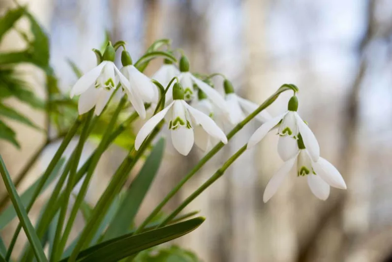 Snowdrop Bloom time, Snowdrops Bloom time, Galanthus Bloom time, Snowdrop Blooming time, Snowdrops Blooming time, Galanthus Blooming time, Spring Borders, Winter Borders, Companion Planting, Galanthus, Milk Flowers, Galanthus nivalis, Galantus elwesii