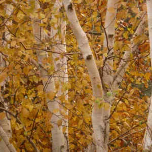 Betula, Birches, Betula pendula, Betula utilis, Betula utilis var. jacquemontii, Betula ermanii, Betula dahurica, Betula albosinensis, Betula nigra, River birch, Chinese birch, White birch, Paper birch, Chinese red birch,