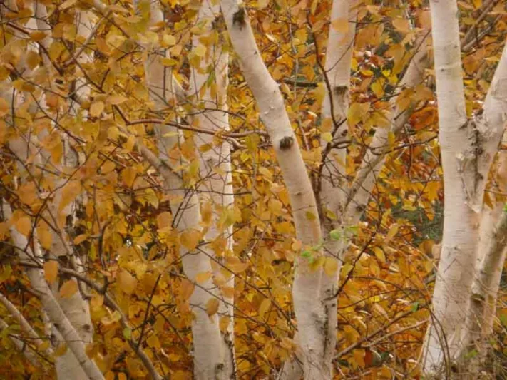 Betula, Birches, Betula pendula, Betula utilis, Betula utilis var. jacquemontii, Betula ermanii, Betula dahurica, Betula albosinensis, Betula nigra, River birch, Chinese birch, White birch, Paper birch, Chinese red birch,