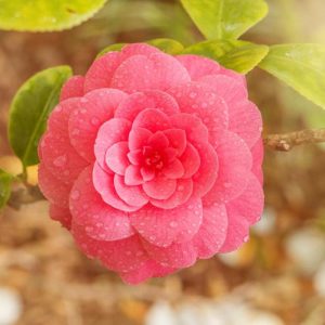 Fall Blooming Camellias, Winter Blooming Camellias, Spring Blooming Camellias, Landscaping with Camellias, Choosing Camellias