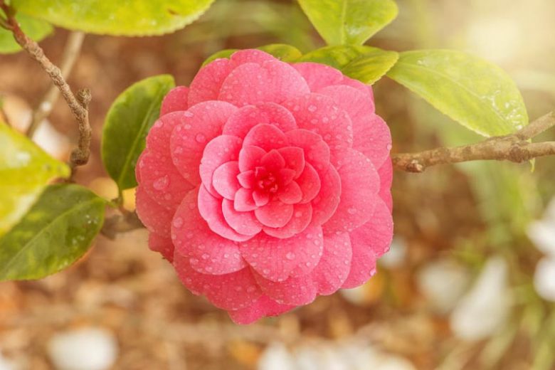 Fall Blooming Camellias, Winter Blooming Camellias, Spring Blooming Camellias, Landscaping with Camellias, Choosing Camellias