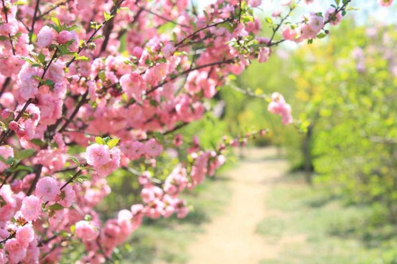 Japanese Flowering Cherries, Prunus pendula, Prunus sargentii, Prunus serrulata, Prunus x yedoensis, Prunus x subhirtella, Spring clowers, Cherry blossoms