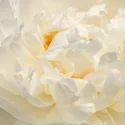 Early Season White Peonies, Mid Season White Peonies, Late Season White Peonies, Peonies Bloom Times