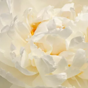 Early Season White Peonies, Mid Season White Peonies, Late Season White Peonies, Peonies Bloom Times