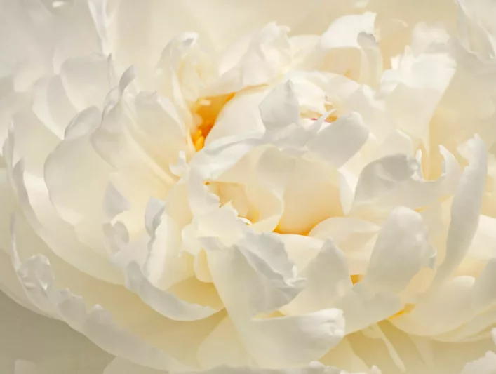 Early Season White Peonies, Mid Season White Peonies, Late Season White Peonies, Peonies Bloom Times
